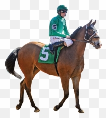 Speedhorse Magazine - Your Global Connection to Quarter Halter png