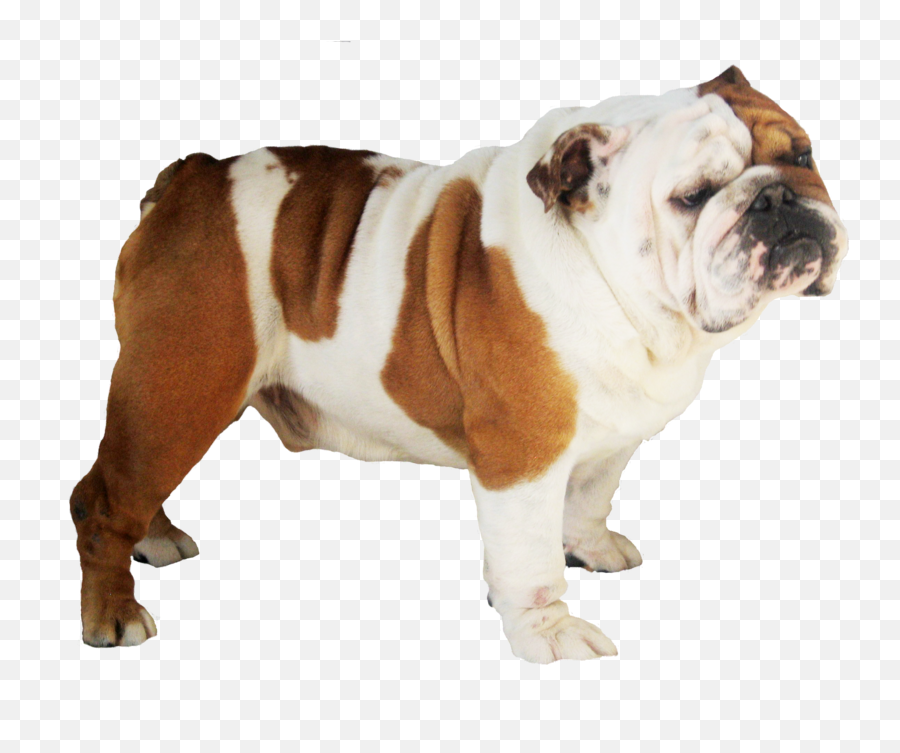 Dog Png Image Dogs Puppy Pictures Free Download - English Bulldog Transparent Background,Dog Png Transparent