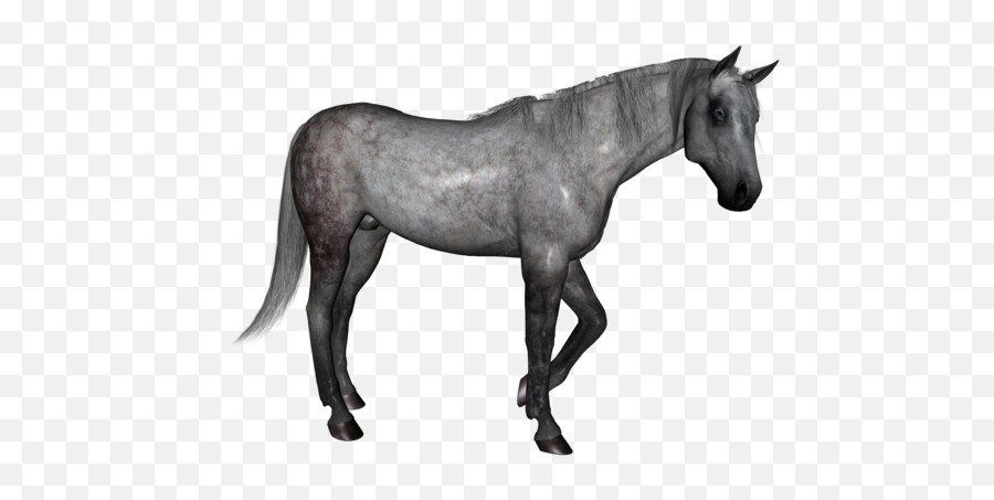 Dapple Grey Horse - Dapple Grey Horse Png,White Horse Png