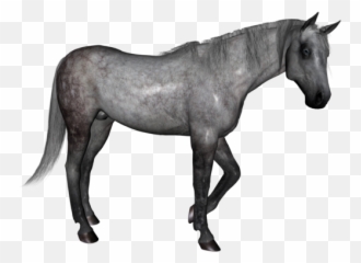 Dapple Grey Horse - Png