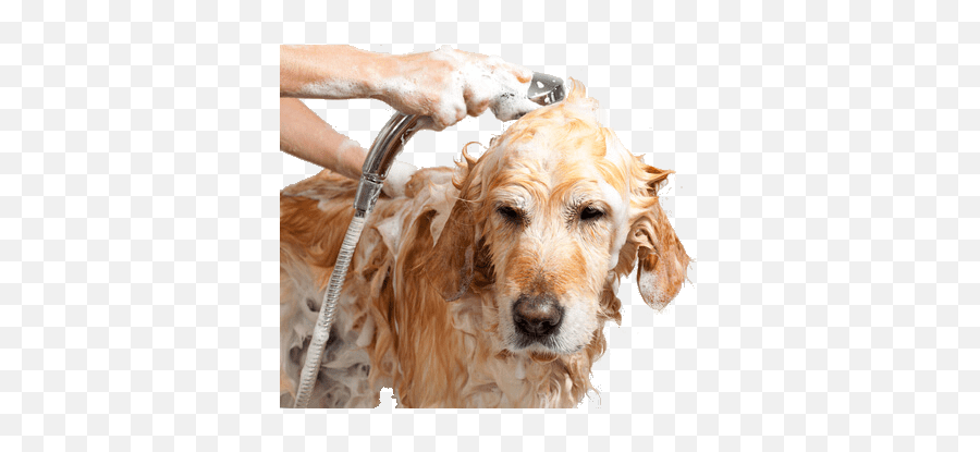 Sservice For Dogspet Grooming Bathing All Breeds Dogs And - Bath Pets Png,Diamond Dogs Icon
