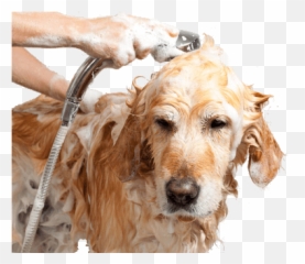 Sservice For Dogspet Grooming Bathing All Breeds Dogs And - Bath Pets png