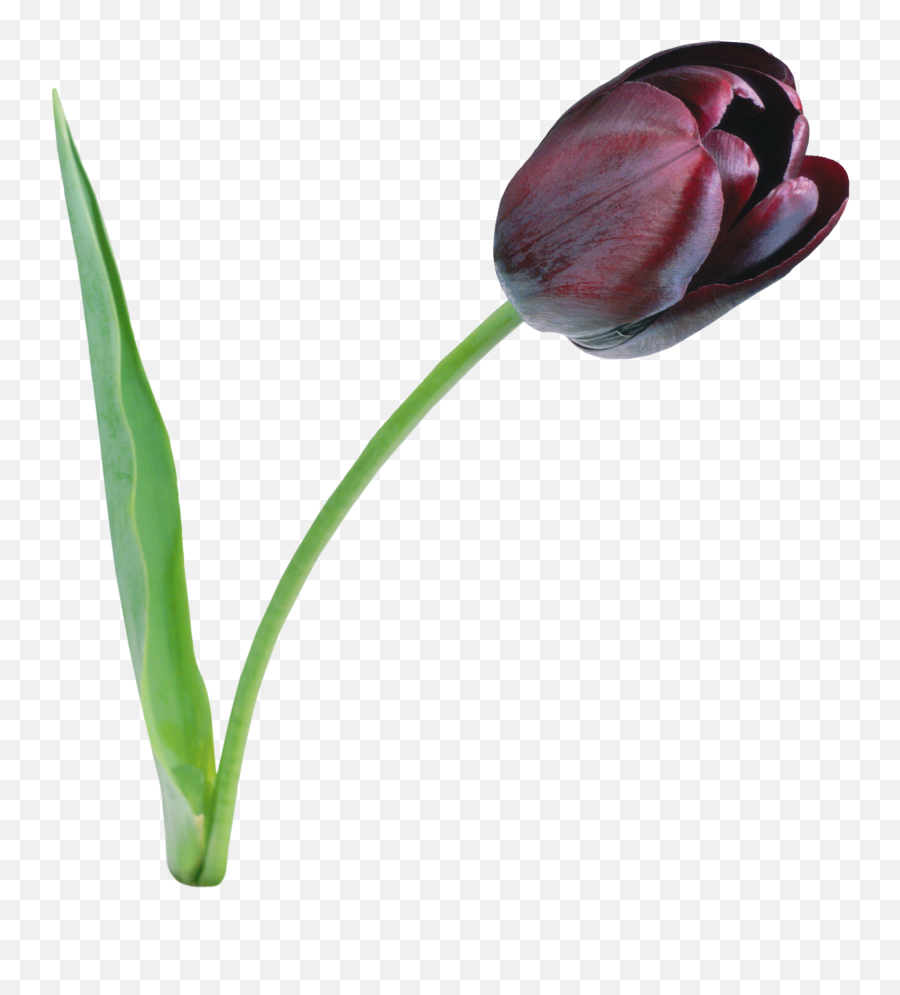 Tulip Transparent Png File - Black Tulip Png,Tulip Transparent