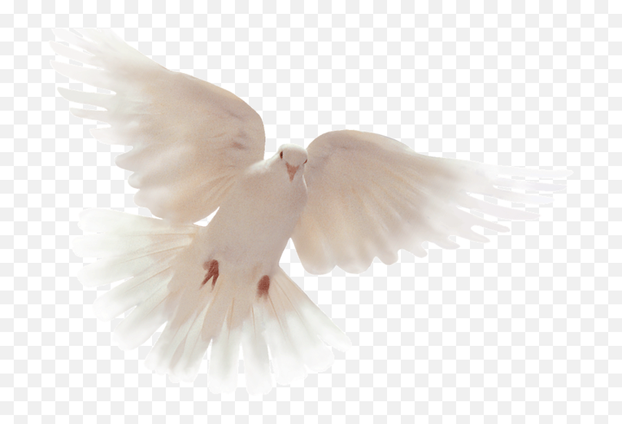 Holy Spirit Dove Transparent Png Image - Holy Spirit Dove Png,Dove Transparent