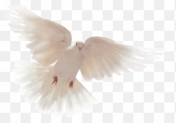 Holy Spirit Dove Transparent Png Image - Holy Spirit Dove Png,Dove Transparent