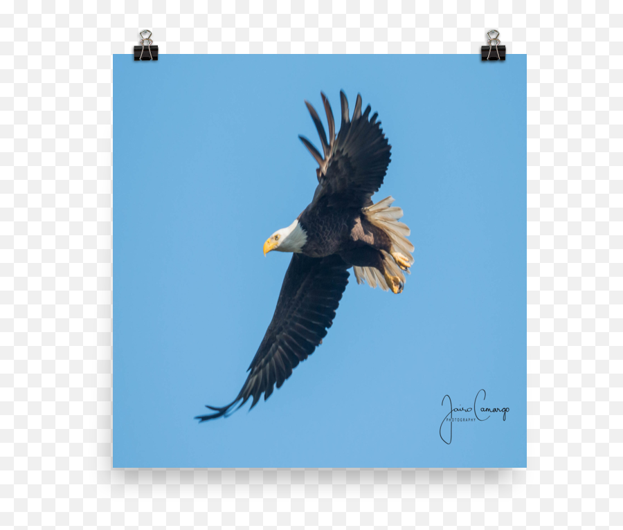 Bald Eagle Sold By Jairo Camargo Photography - Bald Eagle Png,Bald Eagle Transparent
