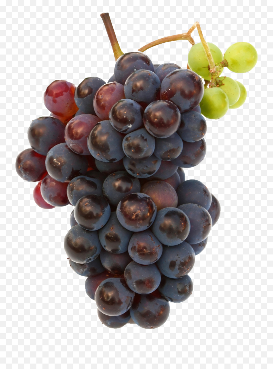 Black Grapes Png Free Commercial Use - High Resolution Fruits Images Hd,Grapes Png