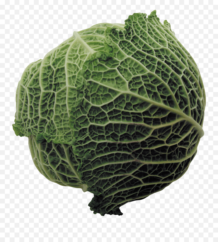 Green Cabbage Png Free Download