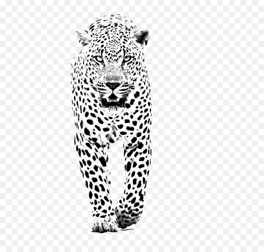 Download And Jaguar Panther Leopard Tiger Lion Black Clipart - Leopard Tattoo Design Png,Jaguar Png