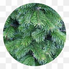 Shop Character Christmas Trees Png