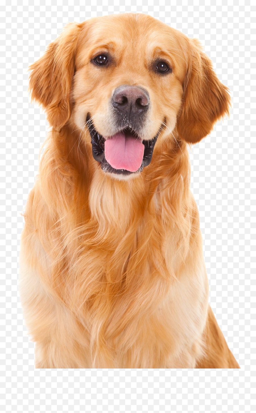 Golden Retriever Png Pic Arts - Golden Retriever Dog Breed,Golden Retriever Transparent