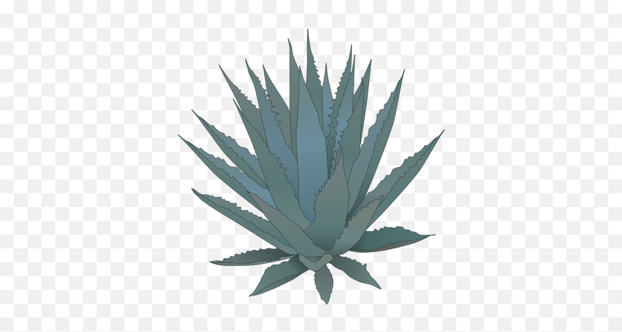 Download Agave - Agave Cartoon Png,Agave Png