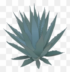 Download Agave - Agave Cartoon Png,Agave Png