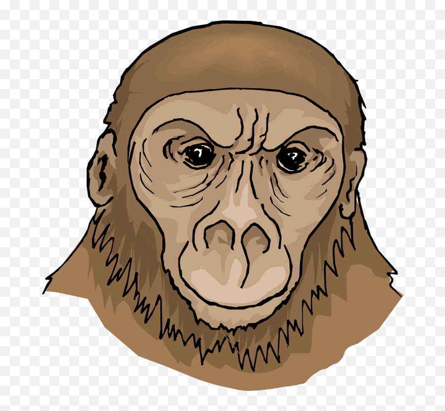 Clipart Face Orangutan Transparent - First Apes Ape Clipart Png,Orangutan Png