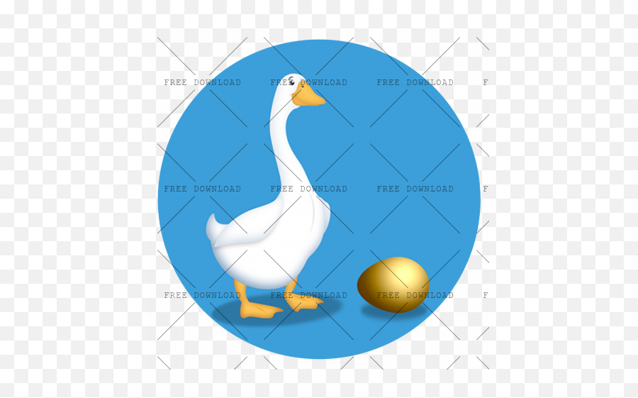 Duck Goose Swan Bird Png Image With Transparent Background
