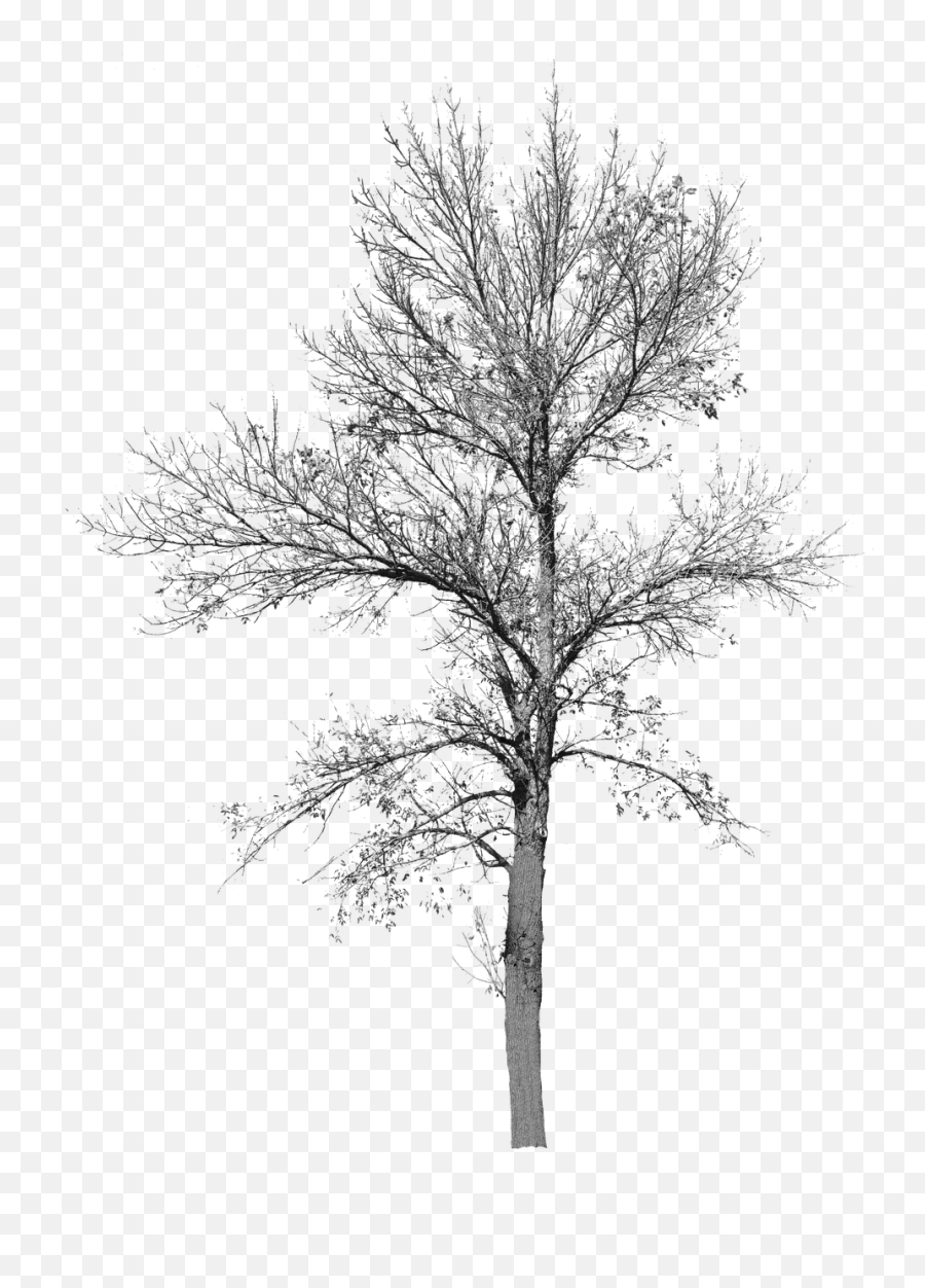 Tree With No Leaves Background Bare - Cut Out Tree No Leaves Png,Fall Leaf Transparent Background
