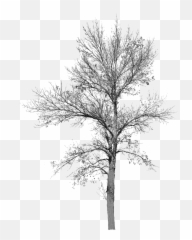 Tree With No Leaves Background Bare - Cut Out No Leaves png