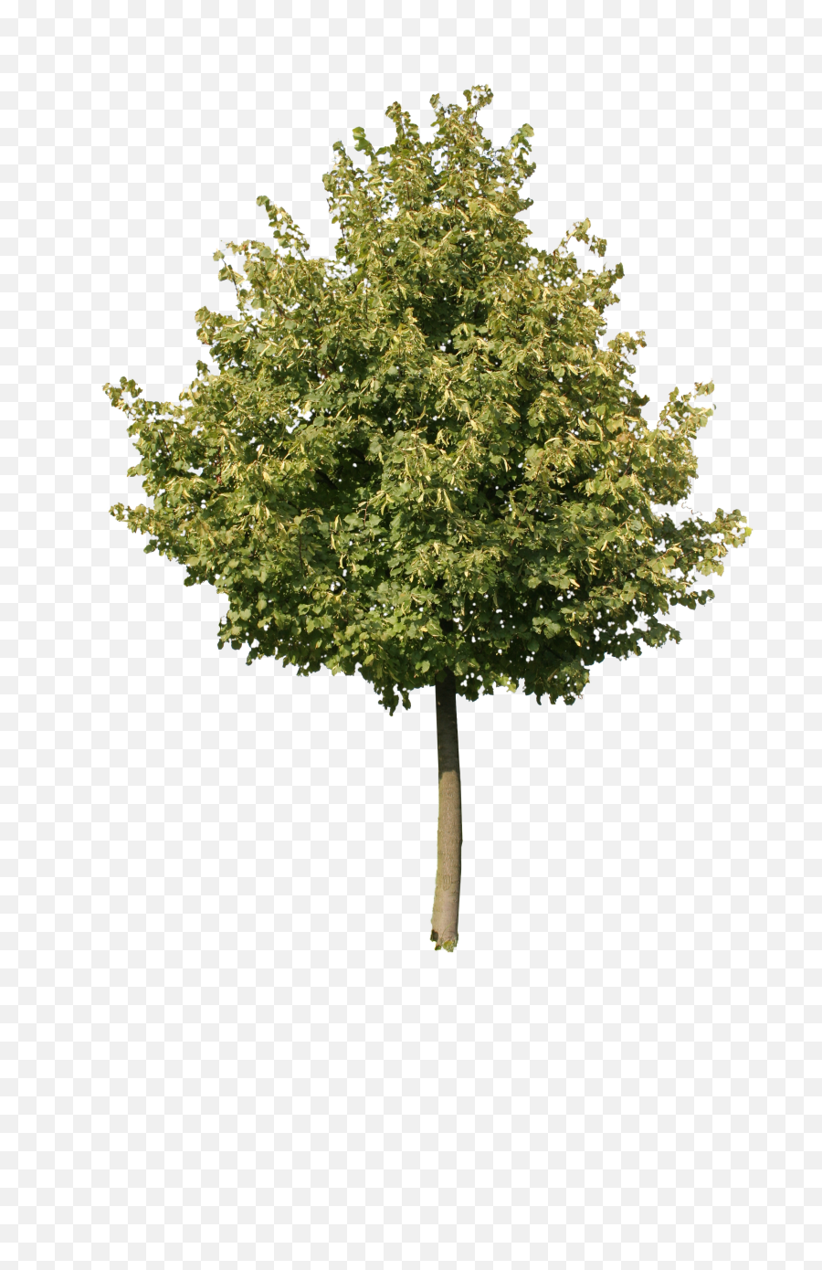 Cutout Tree So You Dont Have To - Gambel Oak Png,Tree Cutout Png
