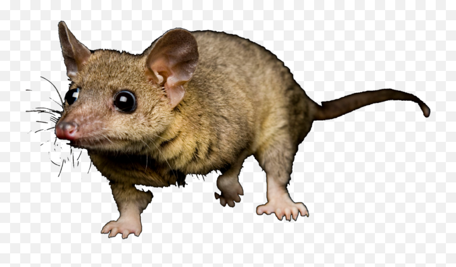 Opossum Dr - Mouse Png,Opossum Png