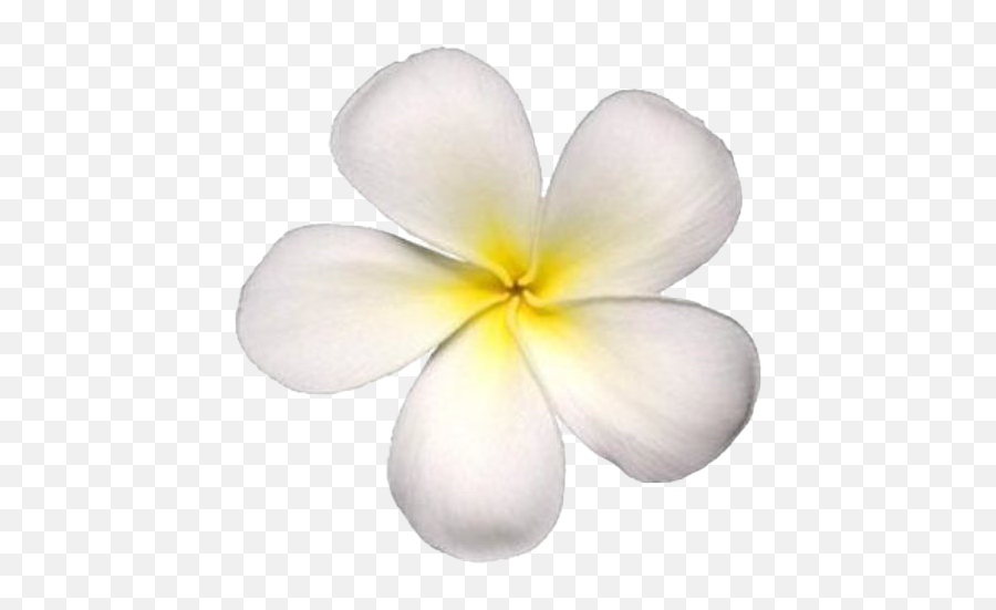 Frangipani Png Transparent Images - White Flower Png,Plumeria Flower Png