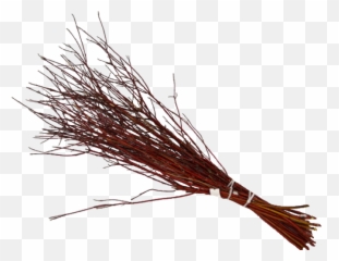 Dogwood Red Twig 3 Ft Png Image - Pond Pine,Dogwood Png