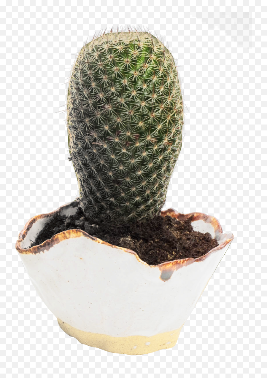 Cactus Png Transparent Image - Cactus Pngpix,Cactus Png