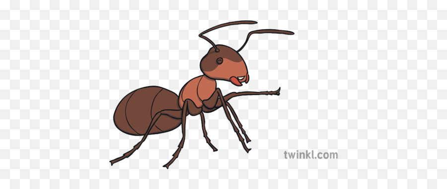 Ant Smiling The Cicada And Traditional Thai Tales - Boy Working At Desk Png,Ant Transparent