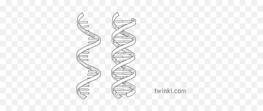 Rna Dna Helix Science Diagram Beyond Black And White Rgb - Horizontal Png,Dna Helix Png
