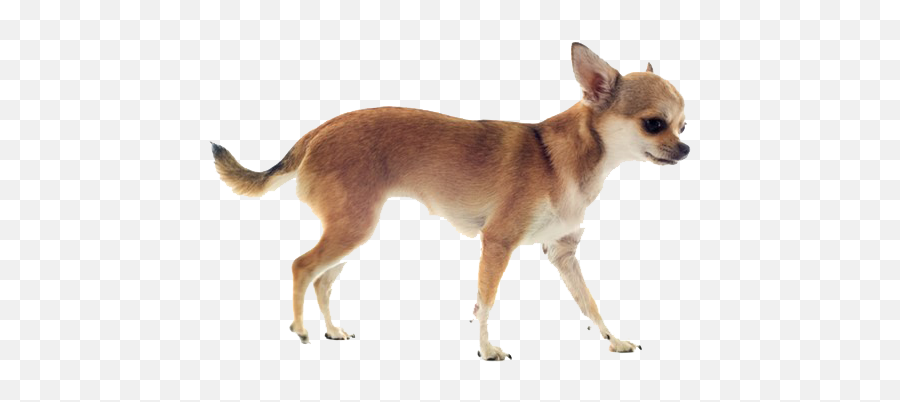Chihuahua Dog Breed Information - Chihuahua Running Png,Chihuahua Png
