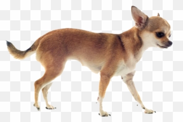 Chihuahua Dog Breed Information - Chihuahua Running Png,Chihuahua Png