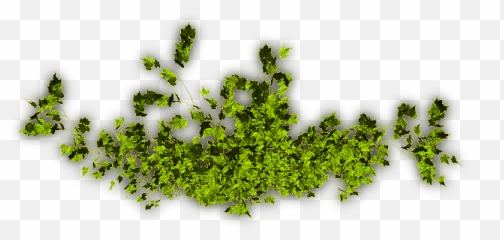 Creepers Png 1 Image - Tree,Creepers Png