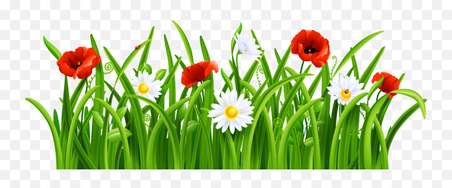 Png V - Flower With Grass Png,Poppies Png