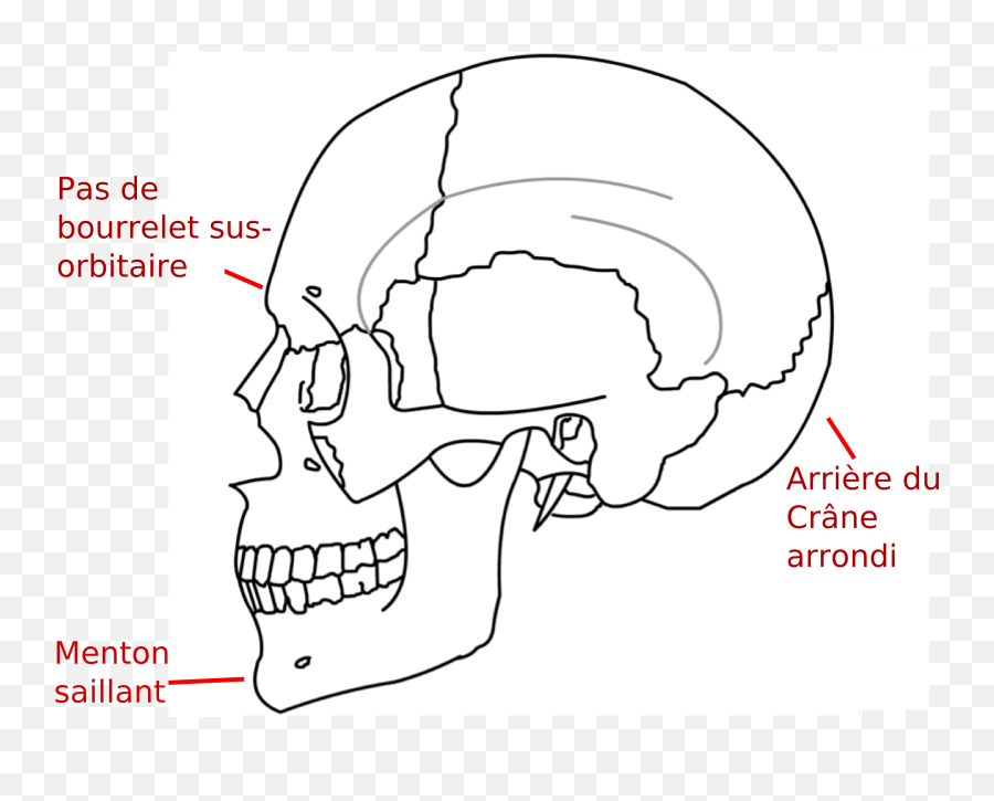 Filecrane Humain Et Légendepng - Wikimedia Commons Keyhole Mini Pterional Craniotomy,Crane Png