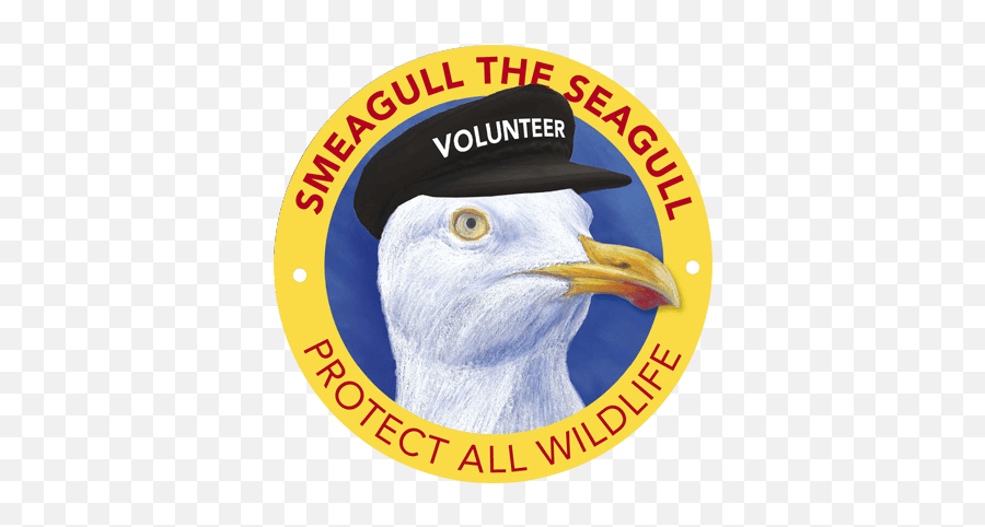 Home Page - Smeagull The Seagull Photo Caption Png,Seagull Icon