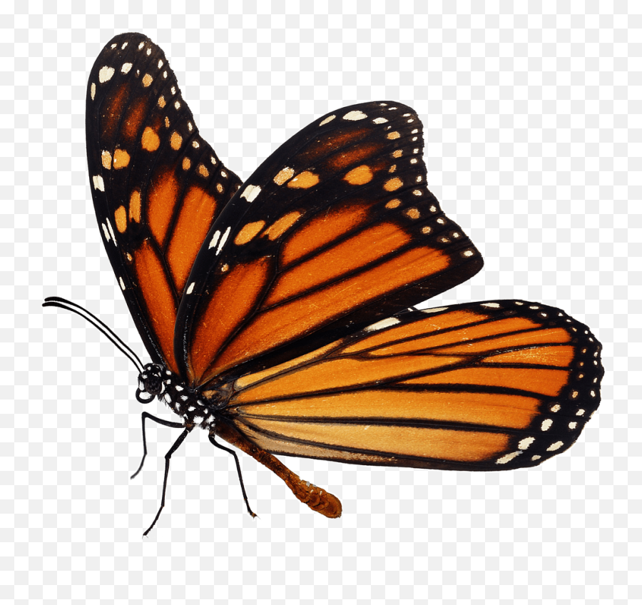 Whatu0027s New In Geneious Prime 2021 - Monarch Realistic Draw Easy Butterfly Png,Icon Viceroy