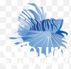 Phantom Glass Catfish U2013 Coburg Aquarium - Lionfish png