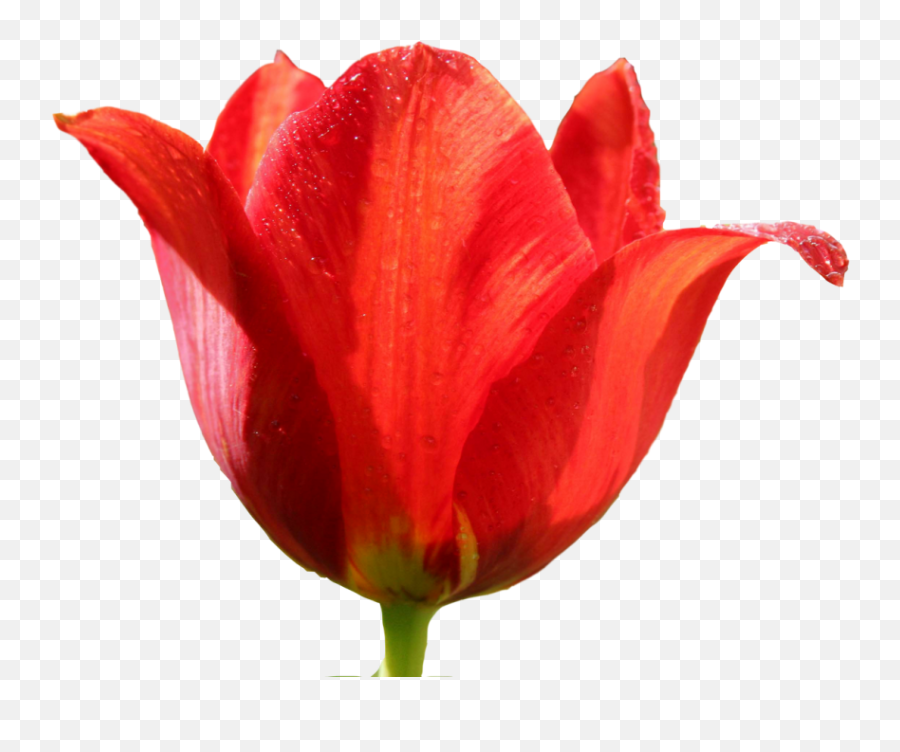 Tulip Png Image - Png,Tulip Transparent