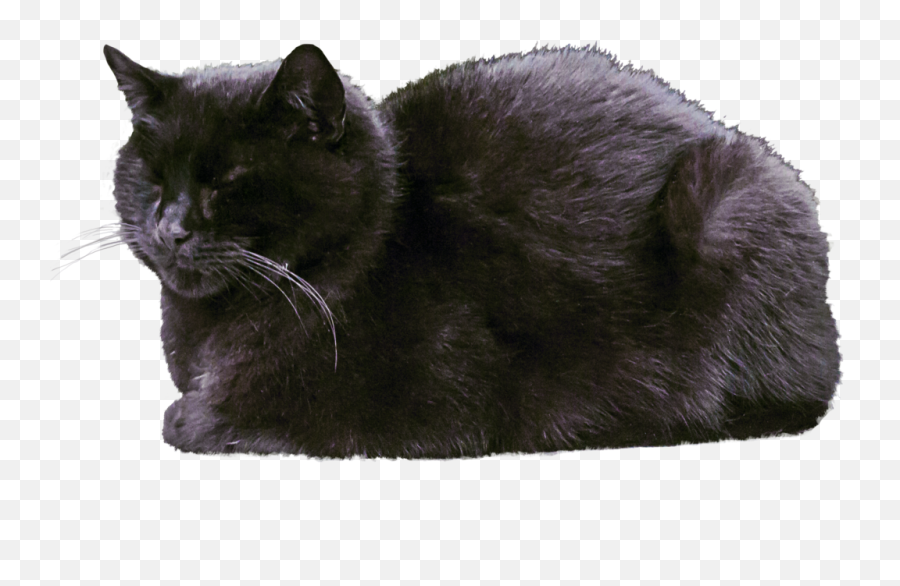 Cat Png Image Black