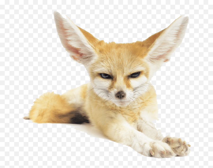 Fennec Fox Png Pic Mart - Fennec Fox Png,Fox Png