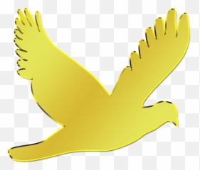 Paloma Ave Animal - Paloma Dorada Png Transparente,Paloma Png