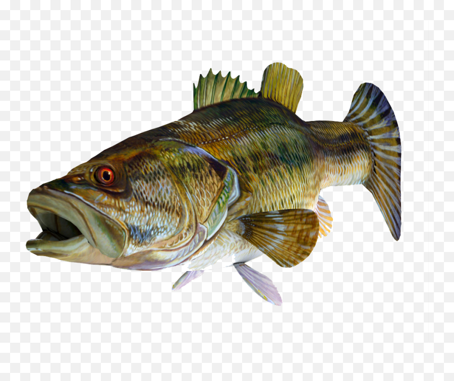 Redeye Bass 3d Fish Png Image With - High Resolution Bass Fish Hd,Transparent Fish