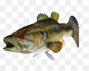 Redeye Bass 3d Fish Png Image With - High Resolution Bass Fish Hd,Transparent Fish