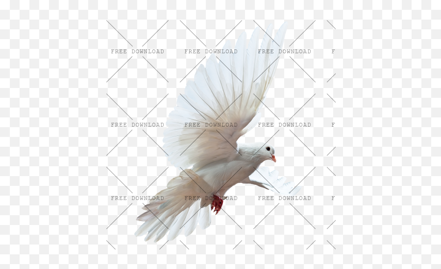 Dove Bird Png Image With Transparent - Parrot Birds Png White,Dove Transparent