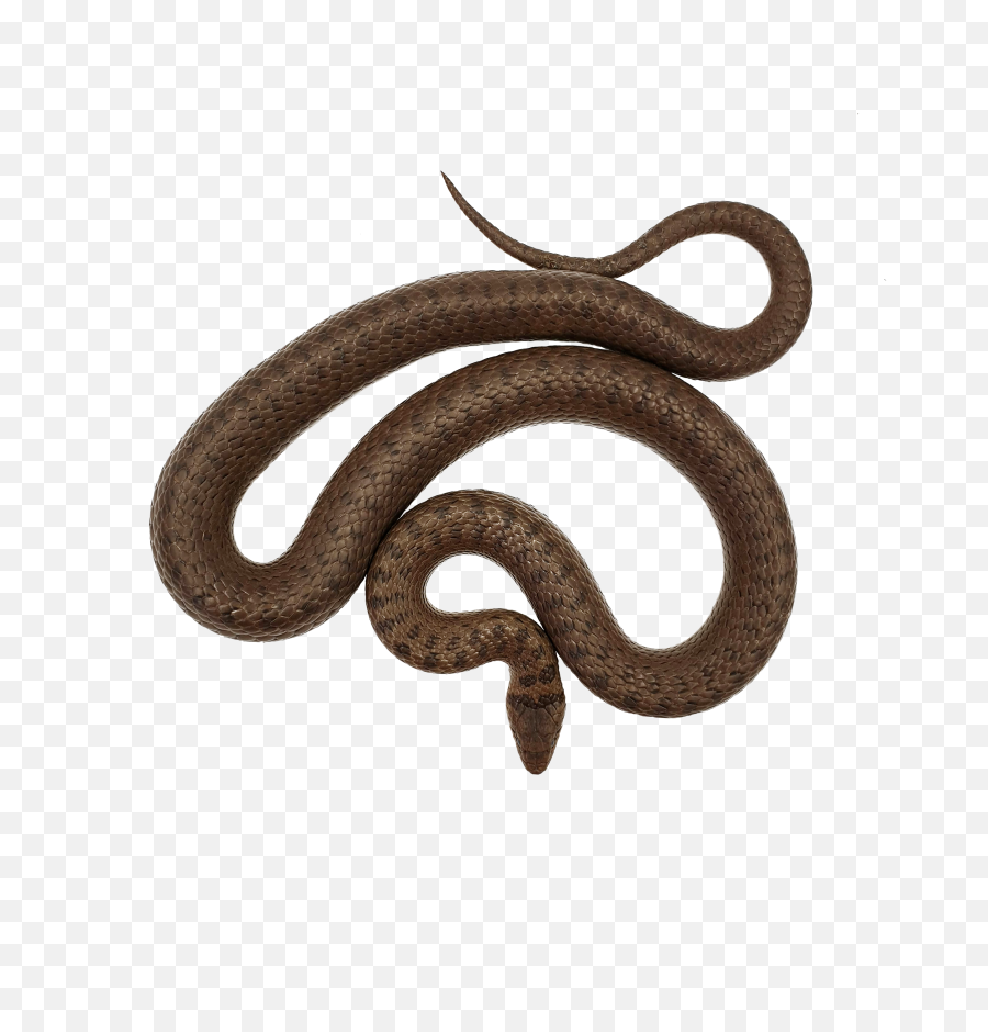 Filecoronella Austriaca Female Transparentpng - Wikimedia Smooth Earth Snake,Serpent Png