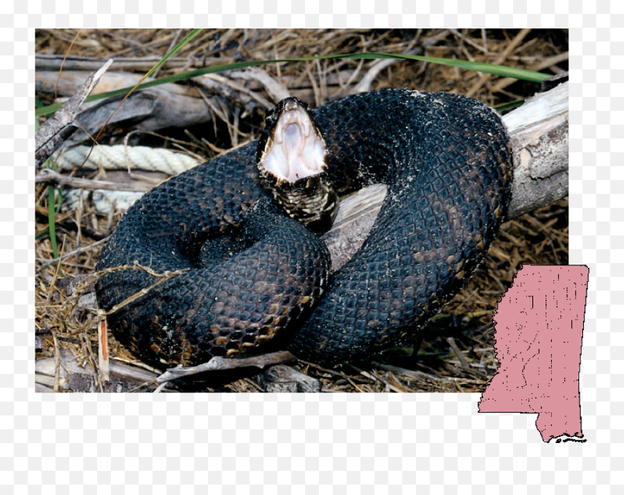 Mdwfp - Venomous Snakes Of Mississippi Poisonous Snakes In Mississippi Png,Venom Snake Png