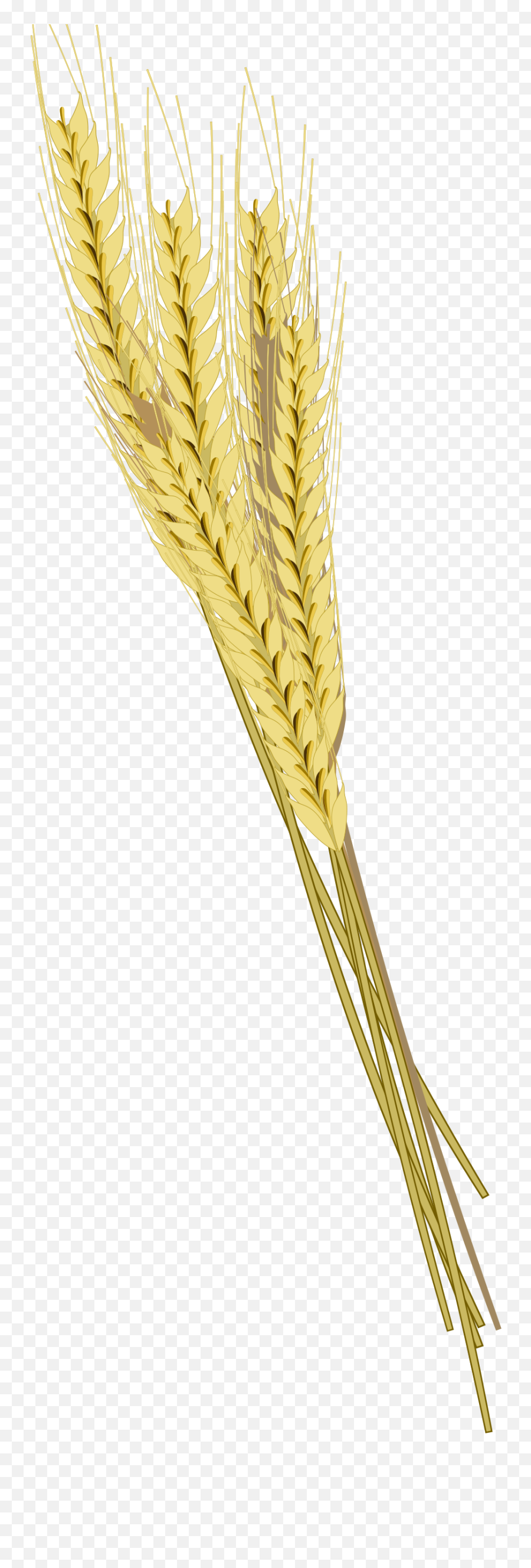 Barley Png Photos Mart - Barley,Wheat Transparent Background