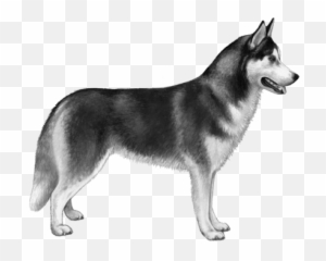 husky png husky siberiano free transparent png image pngaaa com