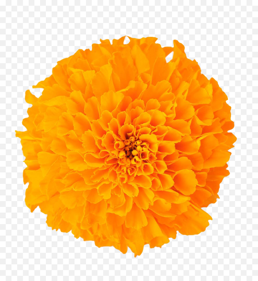 Free Png Flowers - Konfest,Real Flowers Png