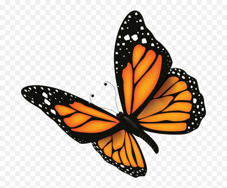 Letu0027s Talk U2014 Monarch Naturale - Mariposas En Dibujo Realistas Png,Monarch Butterfly Png