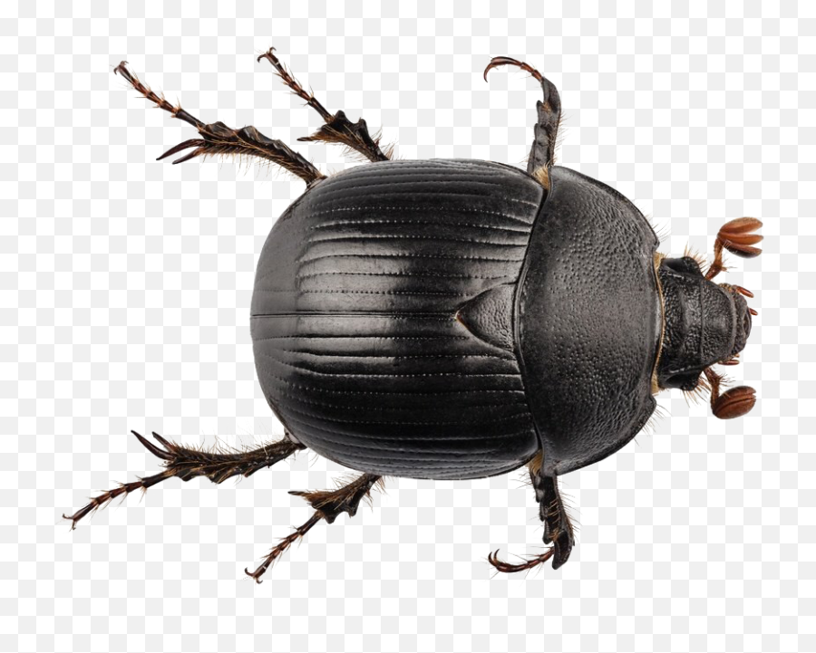 Black Beetle Png Transparent - Dung Beetle Transparent Background,Beetle Png